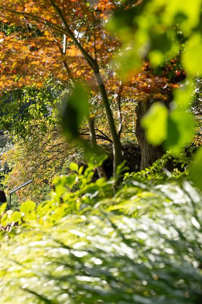 Idyllic scene in the Frankfurt Botanical Garden with an open bookshelf and benches under colourful trees.