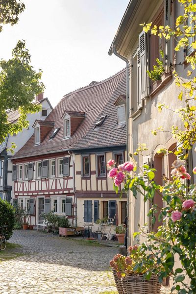 View along a rose-lined path towards small and cosy half-timbered houses