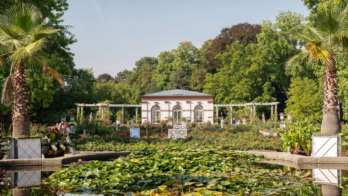 Blick auf das historische Gebäude im Palmengarten Frankfurt, umgeben von üppigen Pflanzen und einem Seerosenteich im Vordergrund. Das Gebäude ist im klassizistischen Stil gehalten und wird von einem wunderschönen Rosengarten umrahmt, während Palmen und andere tropische Pflanzen für eine exotische Note sorgen.