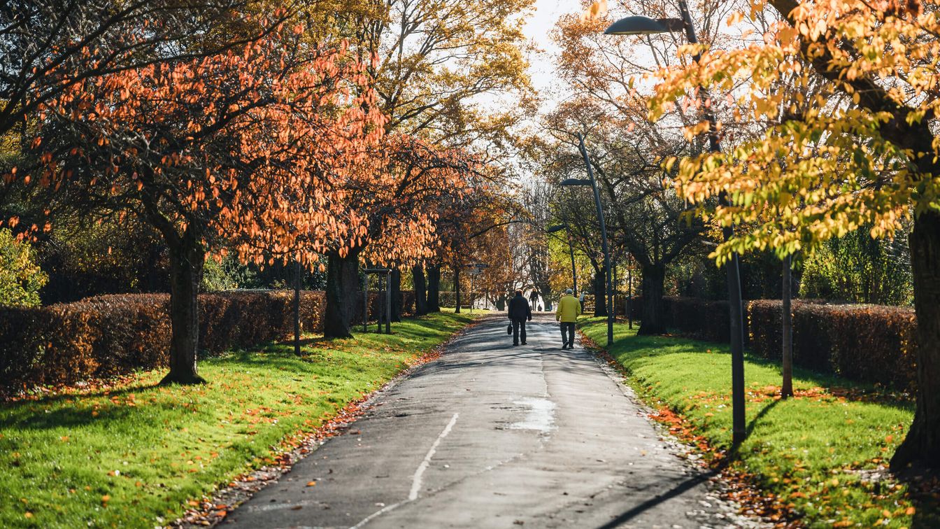 Two men walk along an avenue of autumn leaves