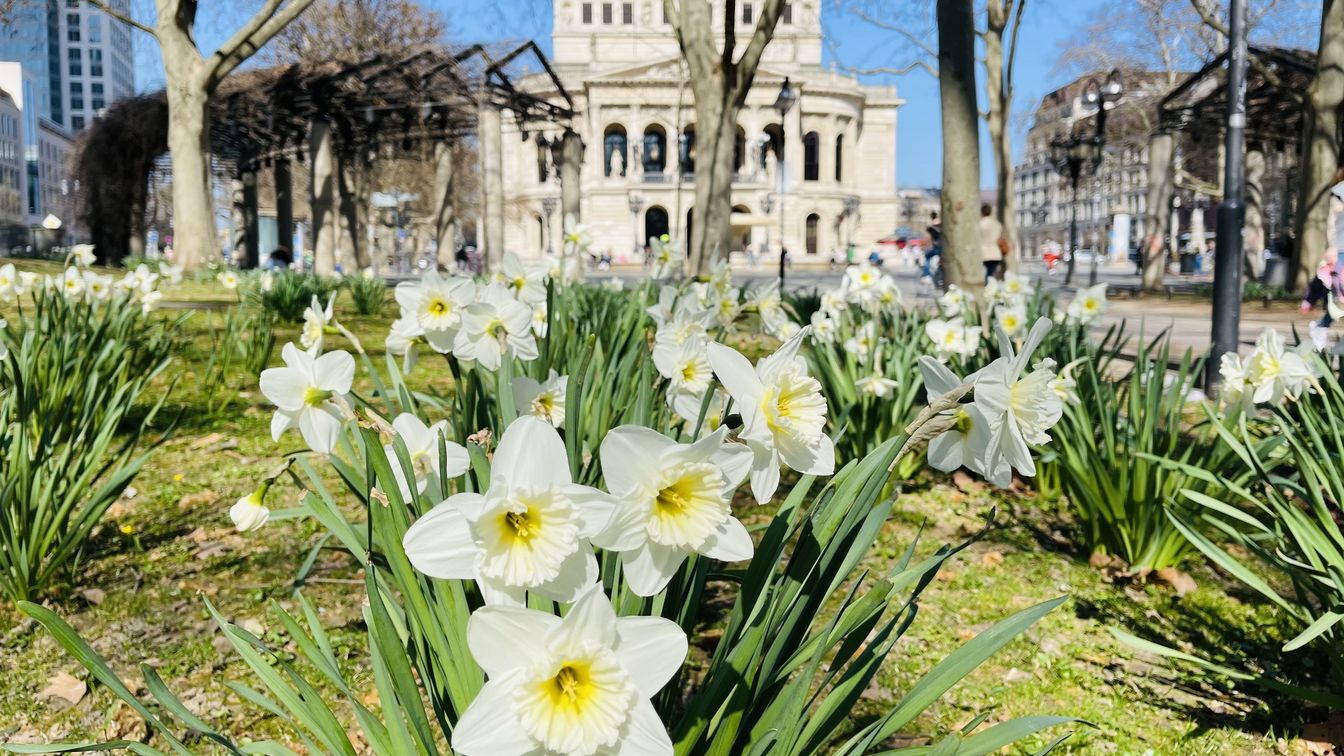 Blühende Narzissen im Vordergrund, mit der Alten Oper Frankfurt und sonnigem Frühlingswetter im Hintergrund, umgeben von Park und Stadtleben.